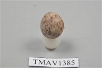 藏品(青頸卵)的圖片